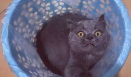 训猫视频在线观看,跟随热门视频学习高效养宠技巧